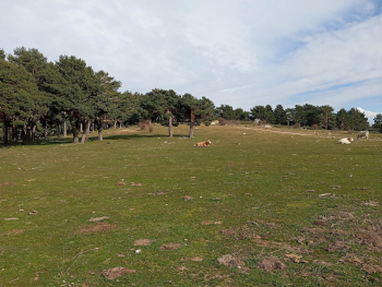 Sendero natural entre vegetación en Cercedilla